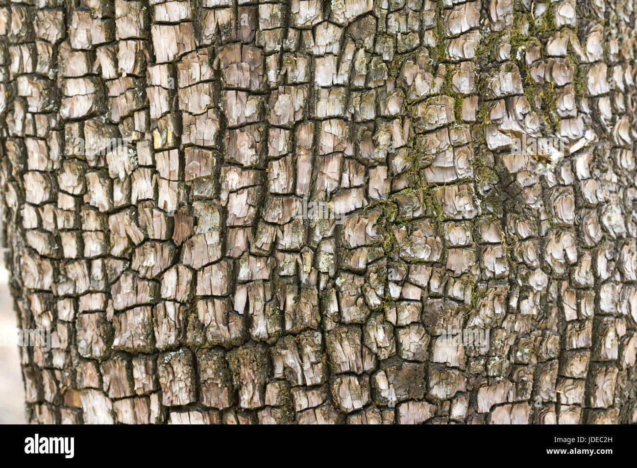 Alligator Juniper  Juniperus deppeana Tucson, Arizona, United States 16 June       Cupressaceae Stock Photo