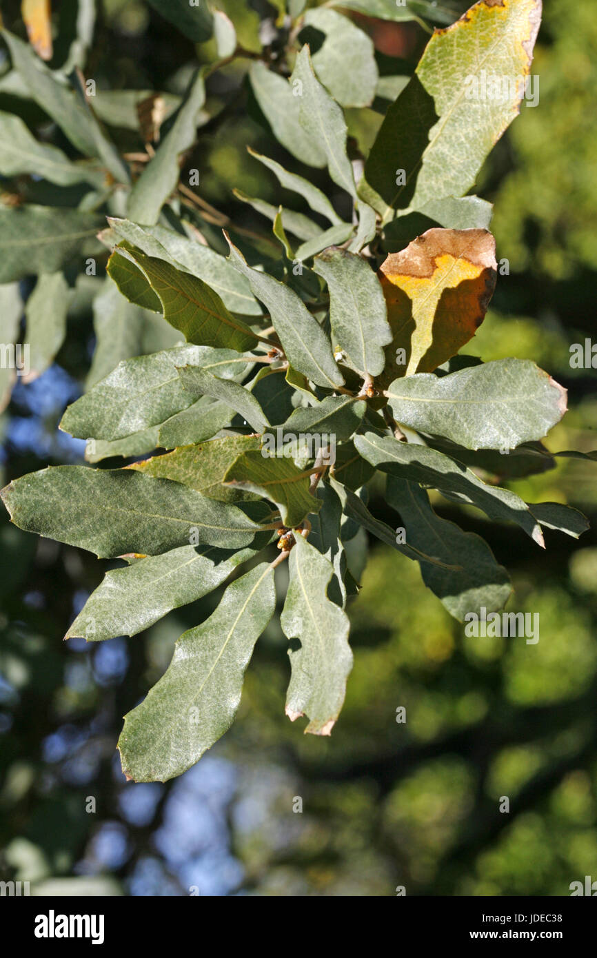 Arizona White Oak  Quercus arizonica Santa Rita Mountains, Arizona, United States Leaves       Fagaceae Stock Photo