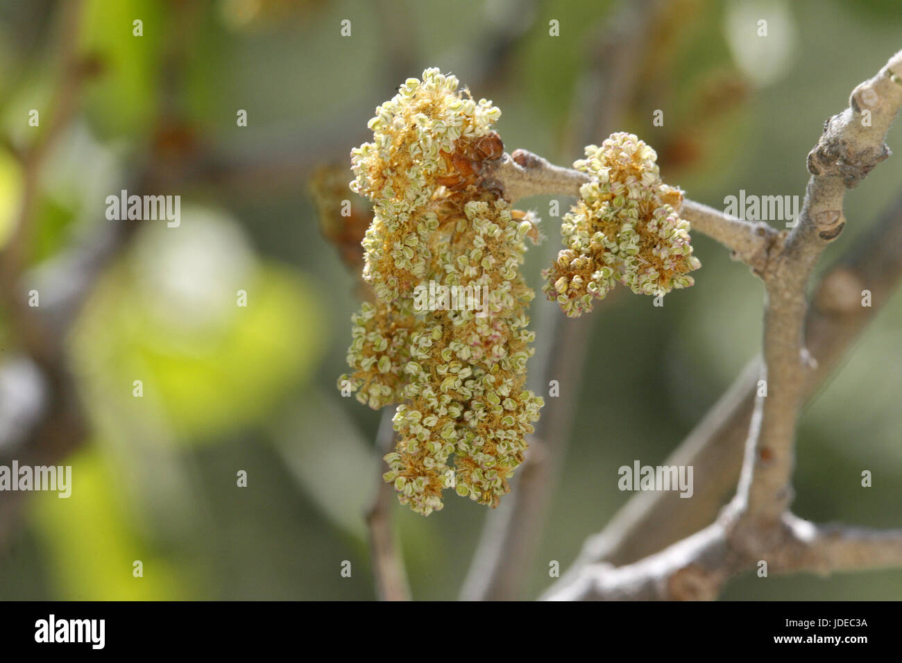 Arizona White Oak  Quercus arizonica Santa Rita Mountains, Arizona, United States Flowers      Fagaceae Stock Photo