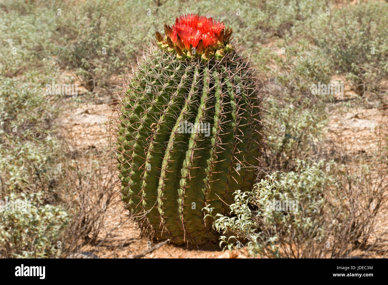 Fishhook barrel cactus hi-res stock photography and images - Alamy