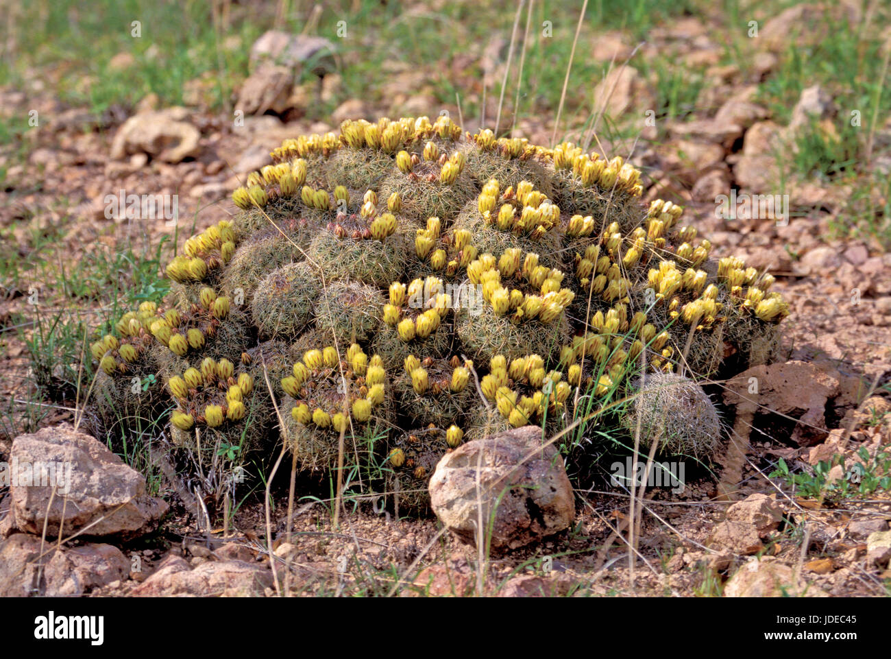 Santa Cruz Beehive Cactus Coryphantha recurvata Sierra los Ajos, Sonora, Mexico Stock Photo