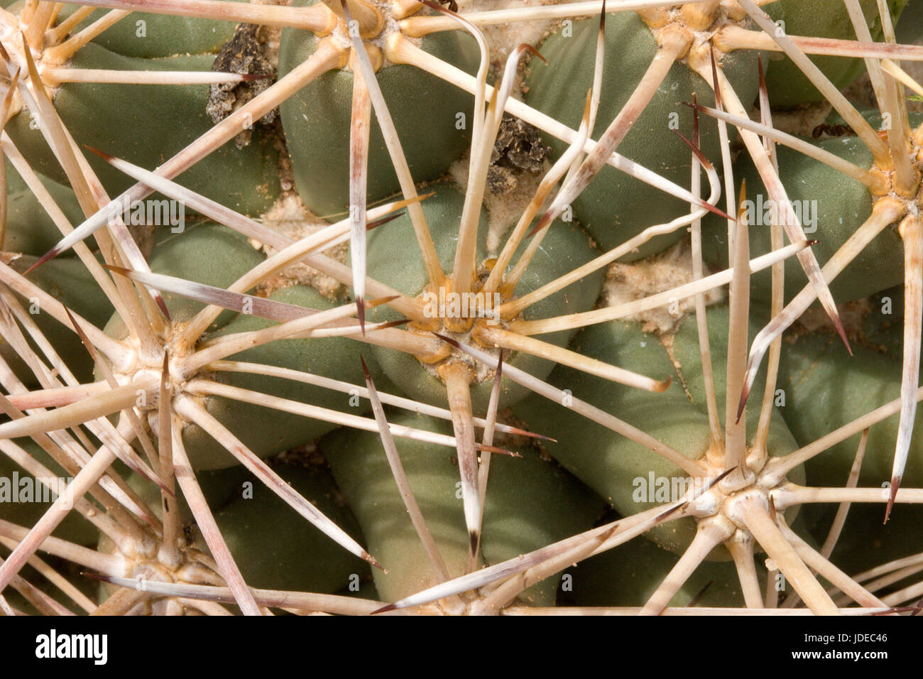 Robustspine Beehive Cactus  Coryphantha robustispina Spines      Cactaceae Stock Photo
