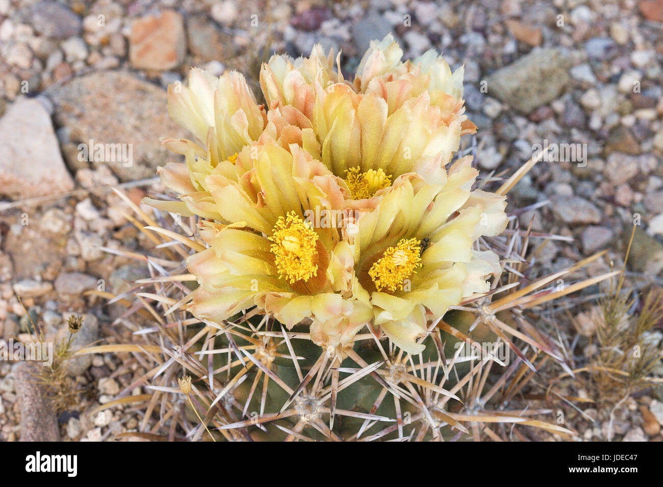 Pima Pineapple Cactus  Coryphantha robustispina var. robustispina  Pima County, Arizona, United States Flowers   Cactaceae Also know as Robustspine Be Stock Photo