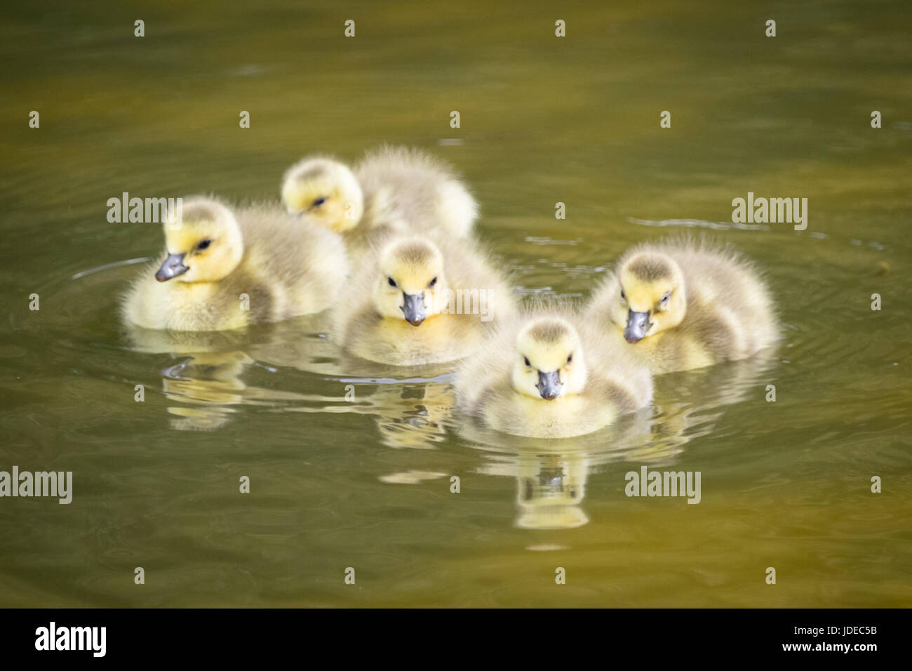 Five day-old, newborn Canada goose goslings (Branta canadensis) swimming in a pond.  Edmonton, Alberta, Canada. Stock Photo