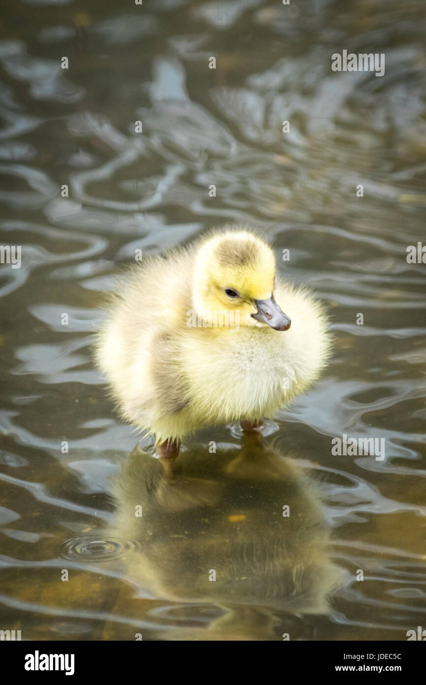 A newborn, day-old, Canada goose gosling wading in shallow water at Century Park in Edmonton, Alberta, Canada. Stock Photo