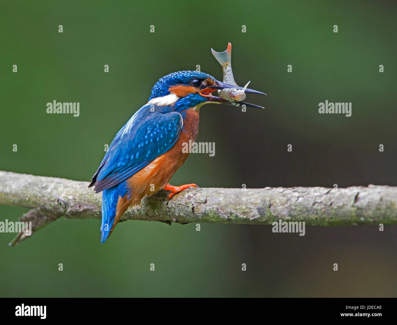 Female common kingfisher with fish in beak perched Stock Photo