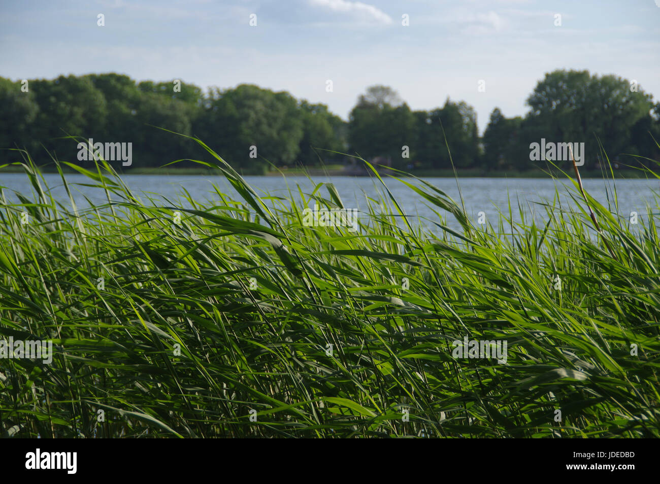 Reed near lake river hi-res stock photography and images - Alamy