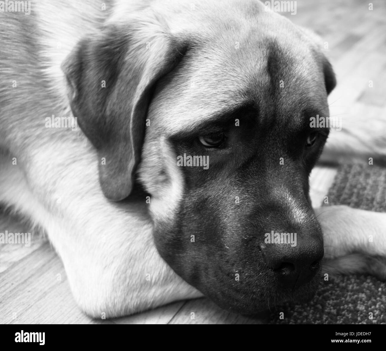 English Mastiff Mix Puppy Lays on Floor Looking Up Stock Photo