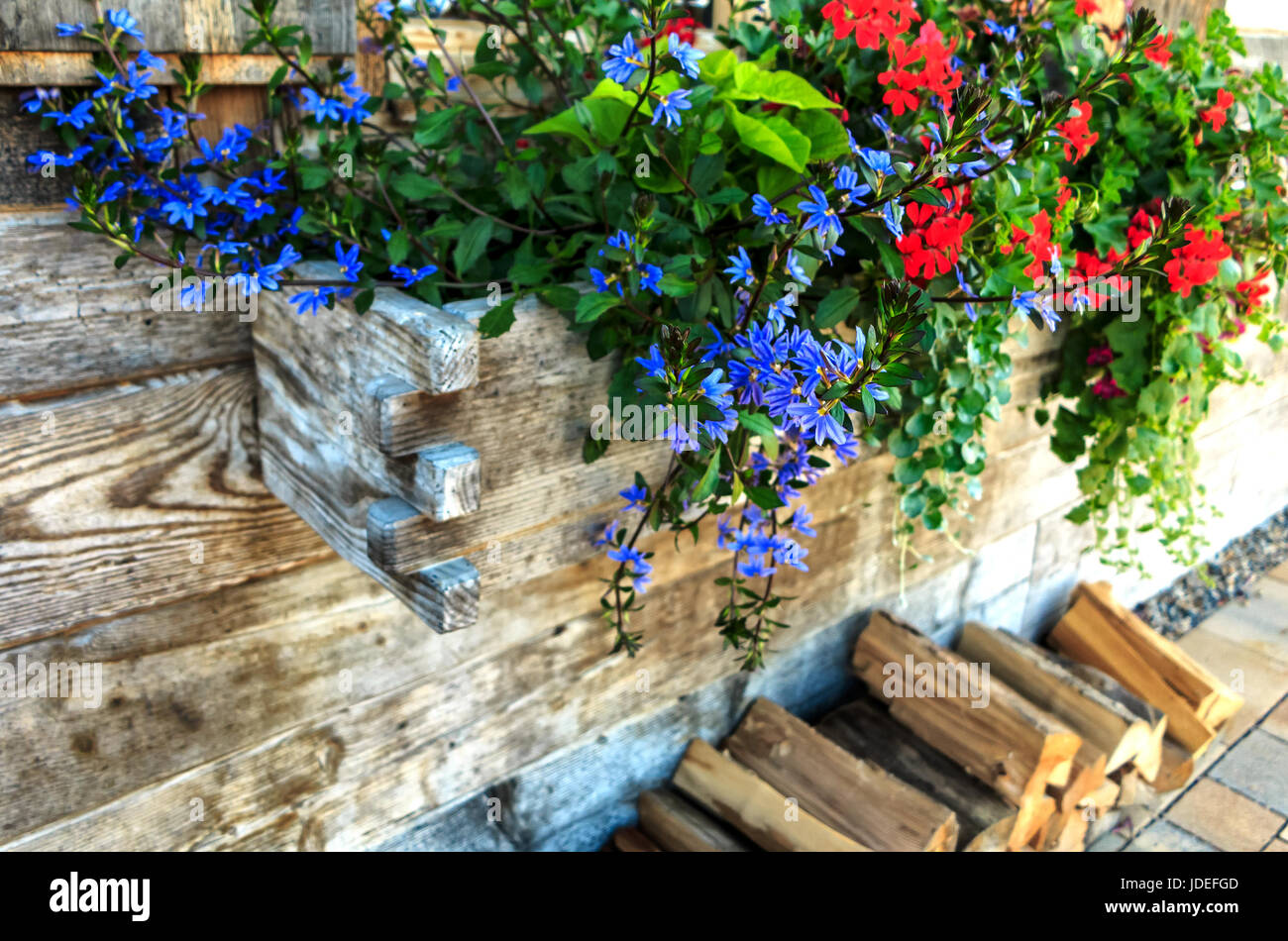 Pretty Blue Scaevola aemula (Fairy Fan-Flower or Common Fan-Flower) and Red trailing geranium in wooden window box Stock Photo