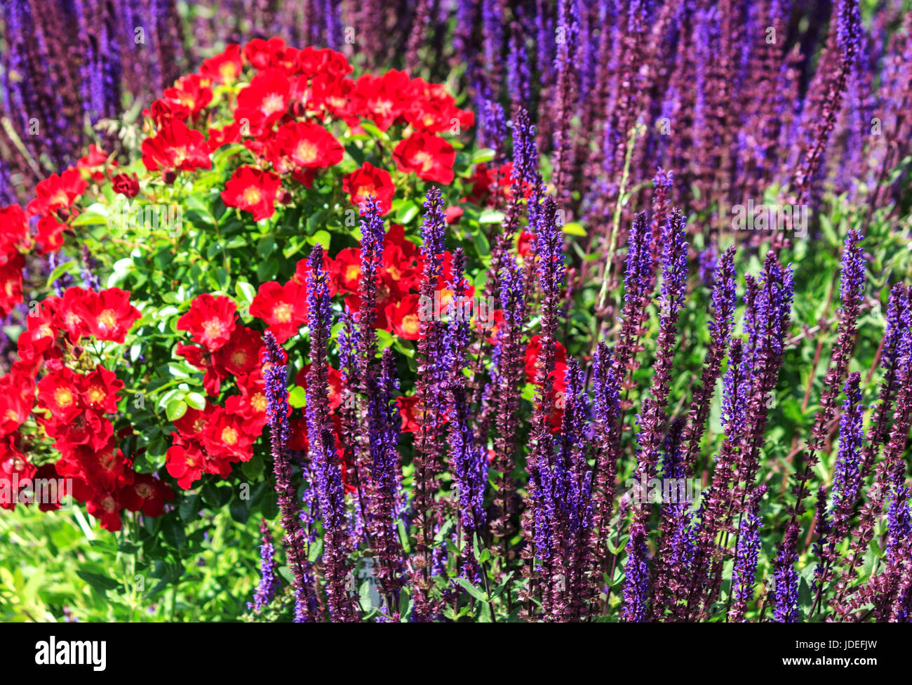 Red rose’s shrub between blue flowering ornamental salvia nemorosa in a english style rose garden Stock Photo