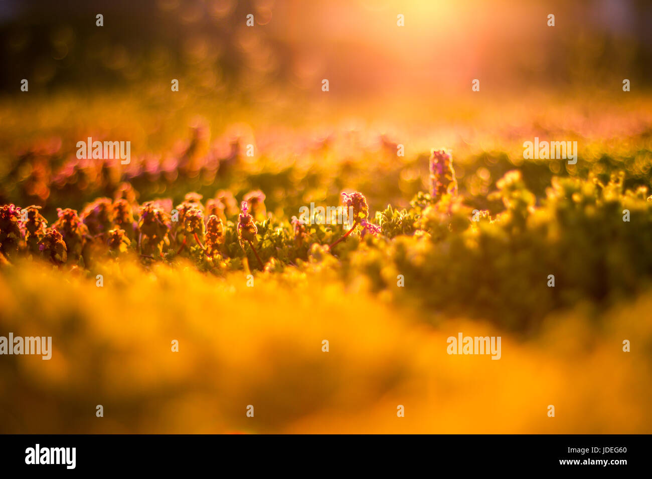 Flowering green forest on sunset , spring nature background Stock Photo ...