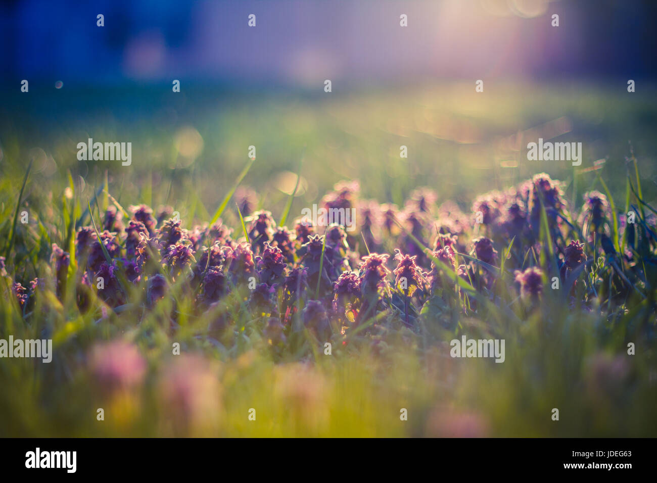 Flowering green forest on sunset , spring nature background Stock Photo ...