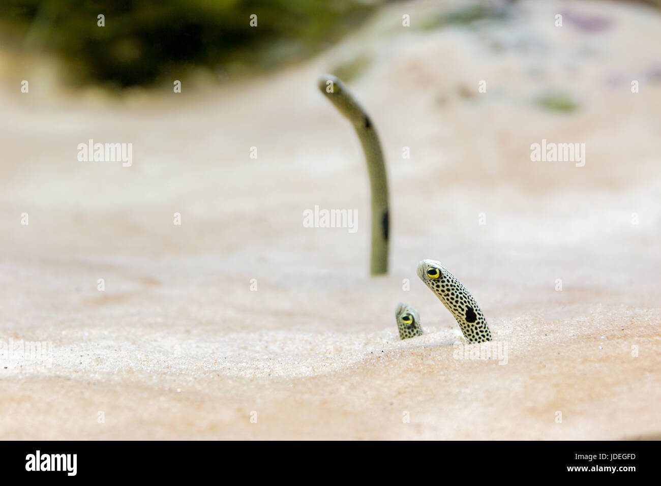 Sea eel in the sand Stock Photo Alamy