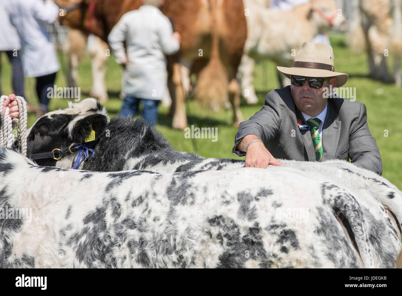 A bull is inspected during the Royal Welsh Show 2016 at the Royal Welsh Showground, Llanelwedd, Builth Wells, Powys, Wales, UK, July 19th 2016. Stock Photo