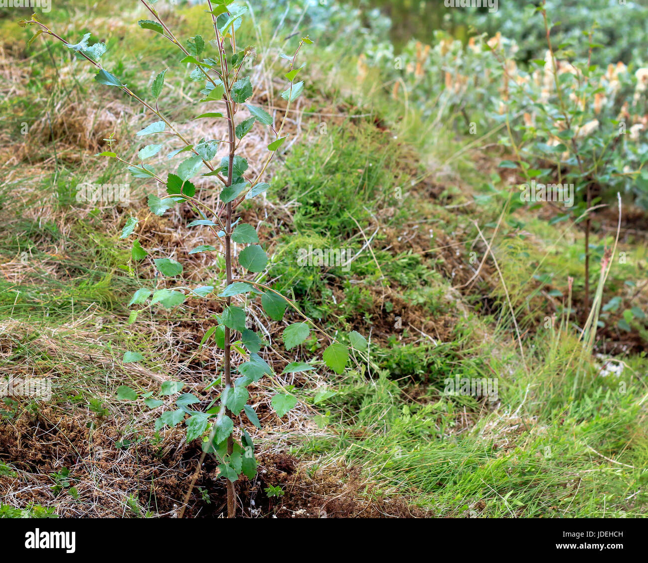 Birch Tree Sapling Stock Photo Alamy
