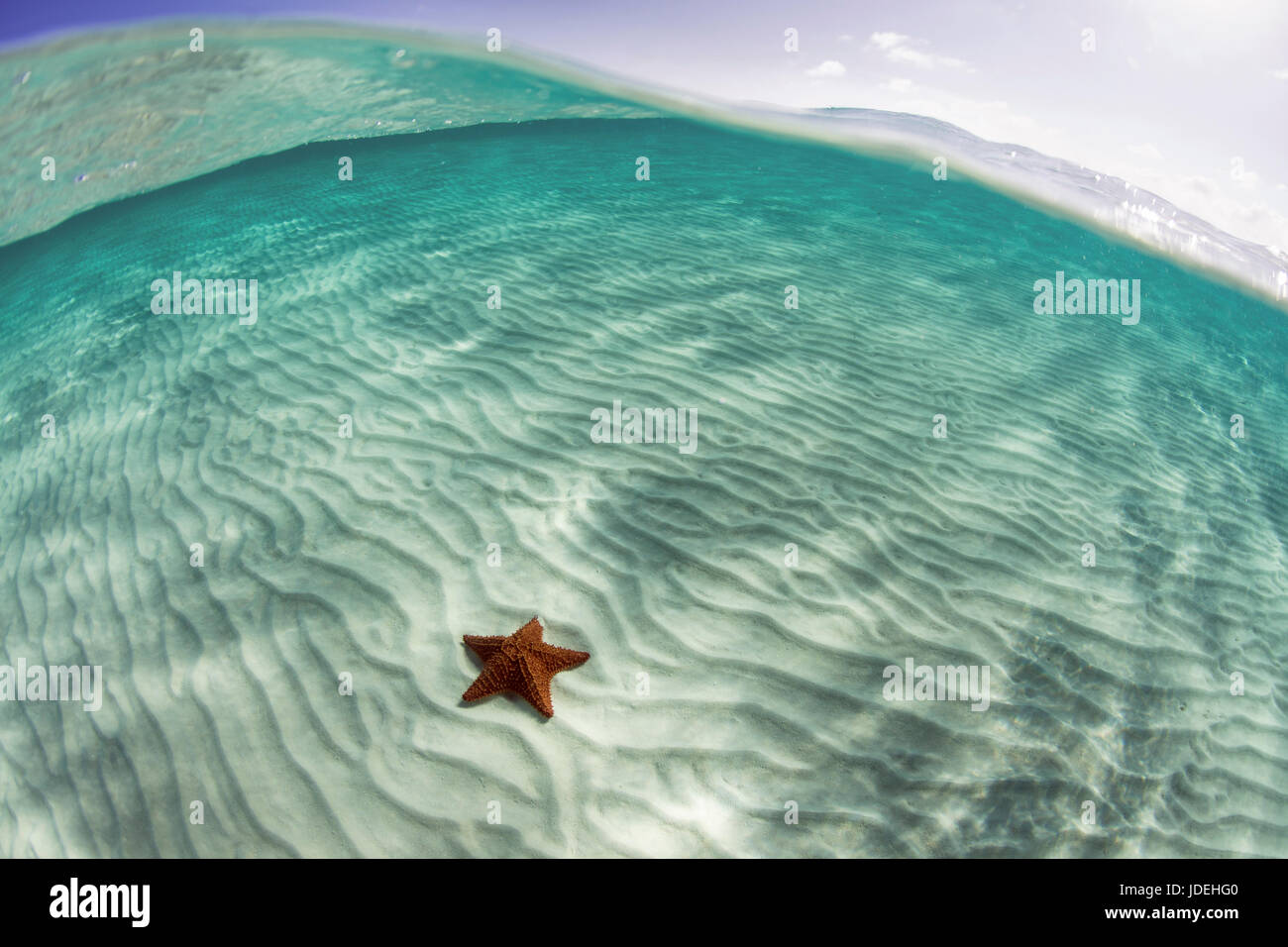 Red Cushion Starfish in Lagoon, Oreaster reticulatus, Turneffe Atoll, Caribbean, Belize Stock Photo