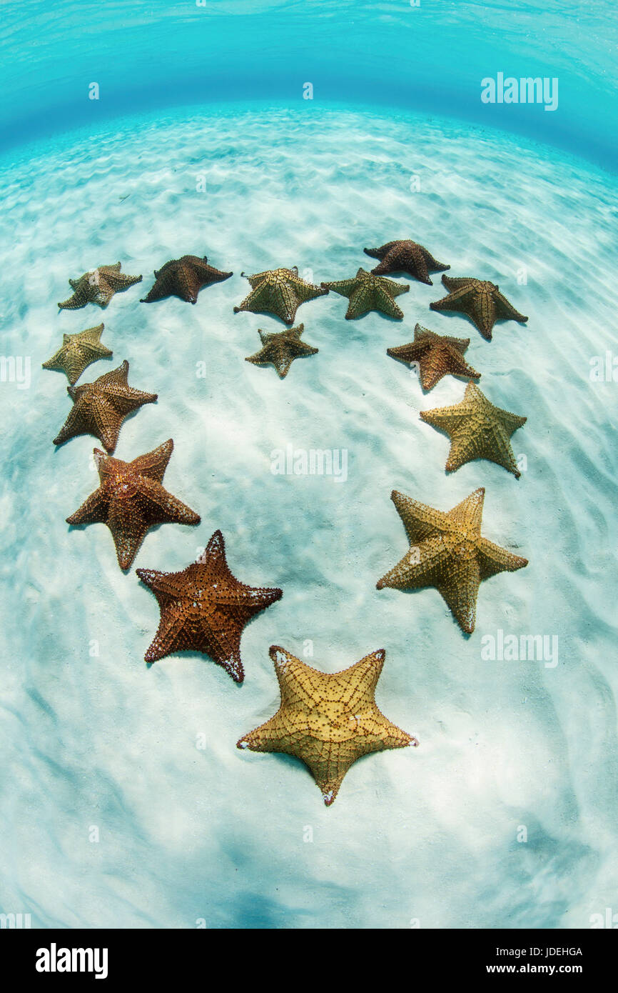 Red Cushion Starfish in Lagoon, Oreaster reticulatus, Turneffe Atoll, Caribbean, Belize Stock Photo