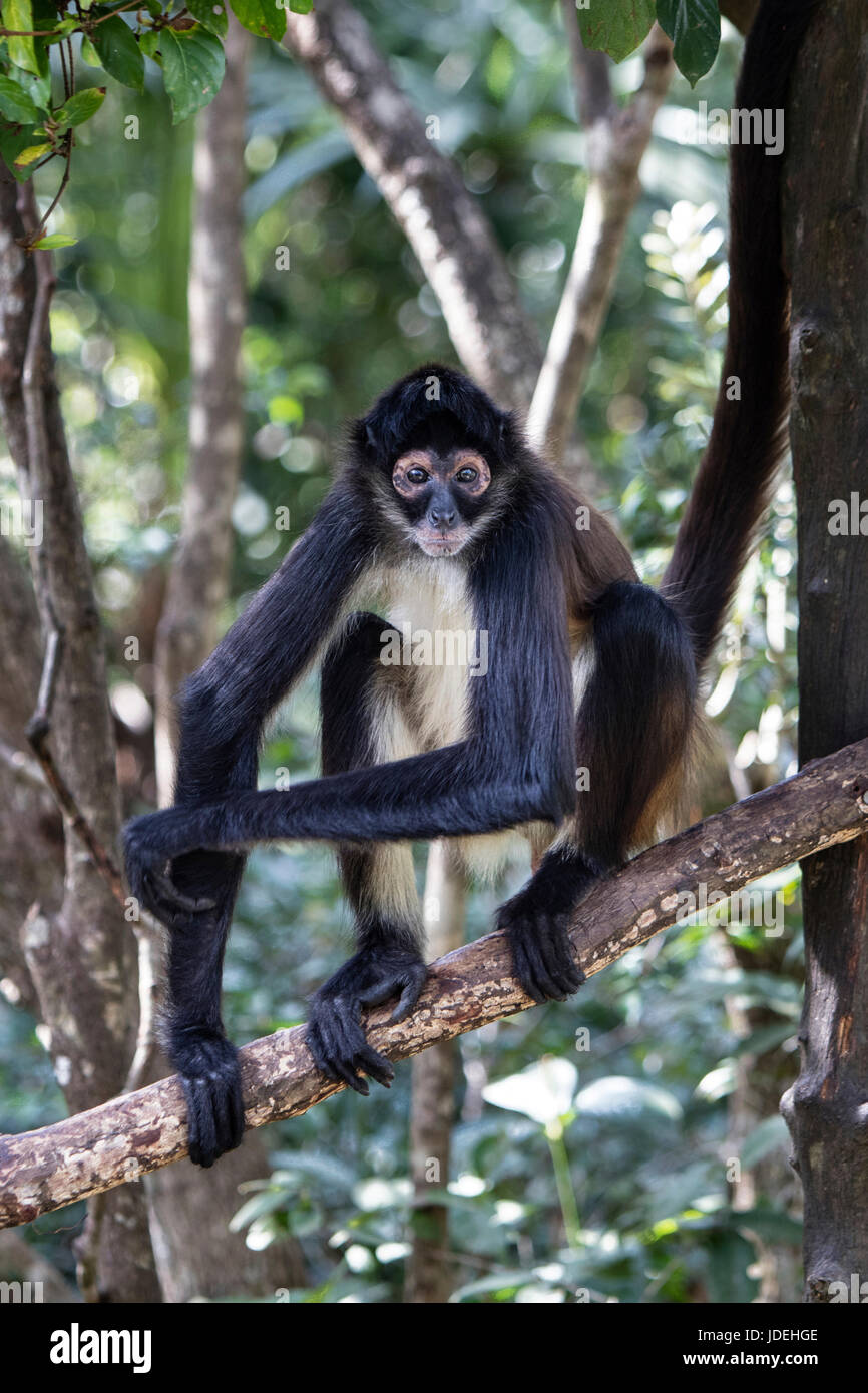 Yucatan Spider Monkey, Ateles geoffroyi, Turneffe Atoll, Caribbean, Belize Stock Photo