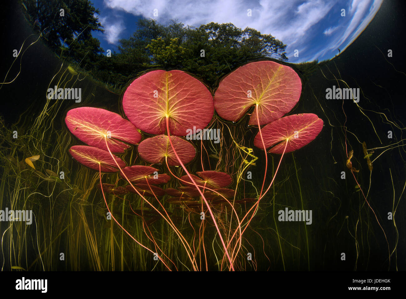 Lily Pond, Nymphaea, Massachusetts, Cape Cod, USA Stock Photo Alamy