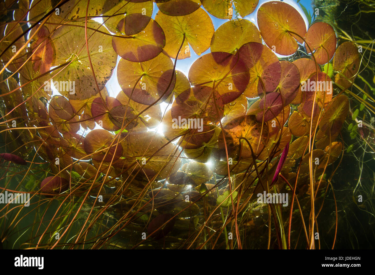 Lily Pond, Nymphaea, Massachusetts, Cape Cod, USA Stock Photo Alamy