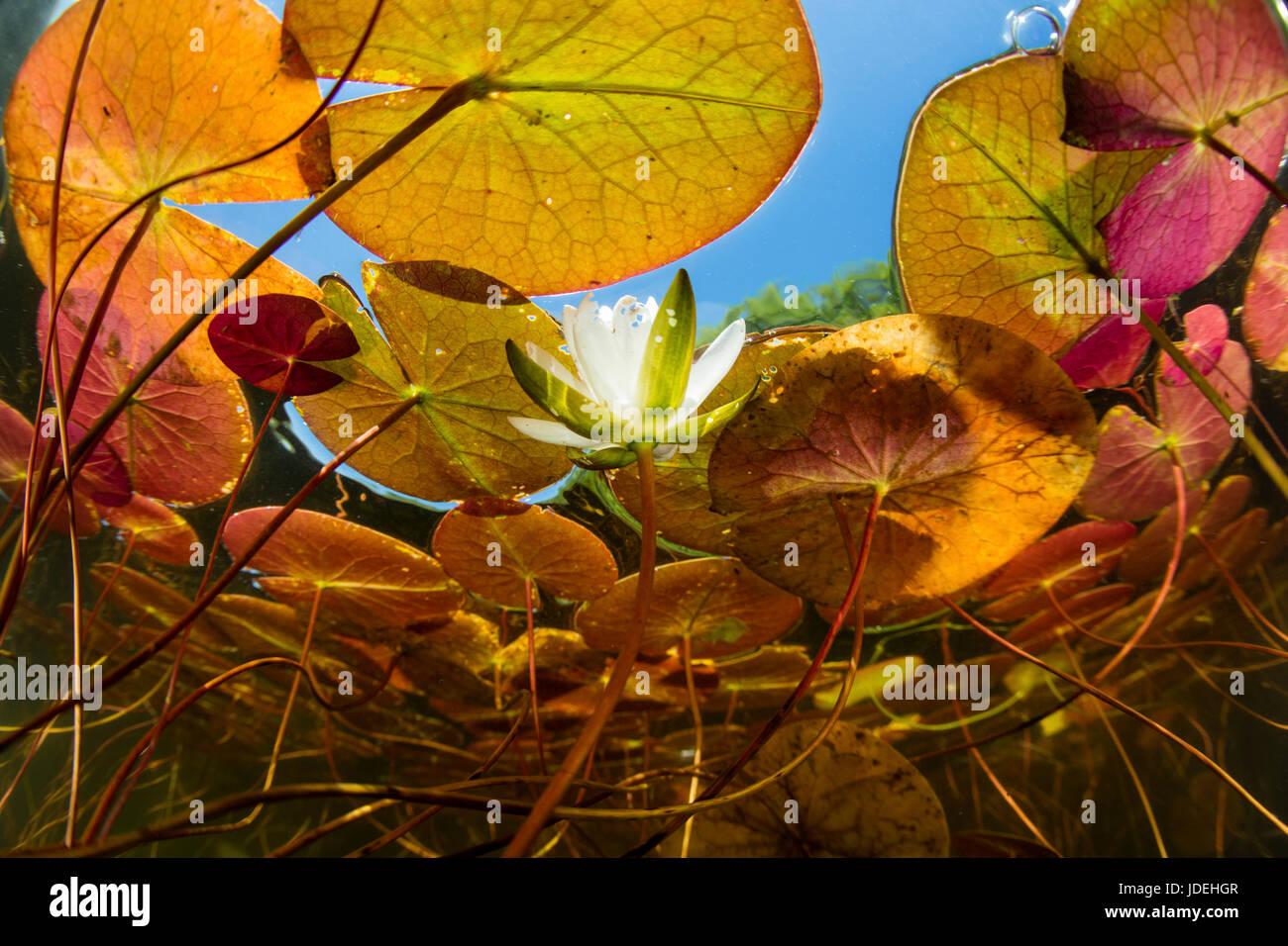 Lily Pond, Nymphaea, Massachusetts, Cape Cod, USA Stock Photo