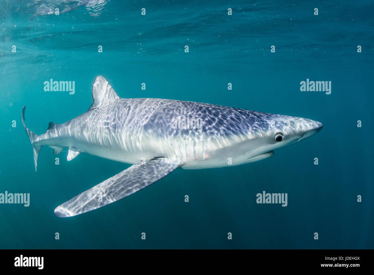 Blue Shark, Prionace glauca, Massachusetts, Cape Cod, USA Stock Photo