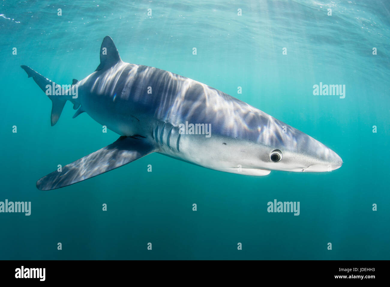 Blue Shark, Prionace glauca, Massachusetts, Cape Cod, USA Stock Photo
