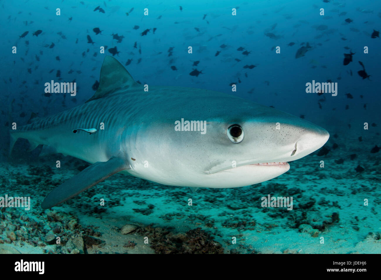 Tiger Shark, Galeocerdo cuvier, South Pacific Ocean, Fiji Stock Photo