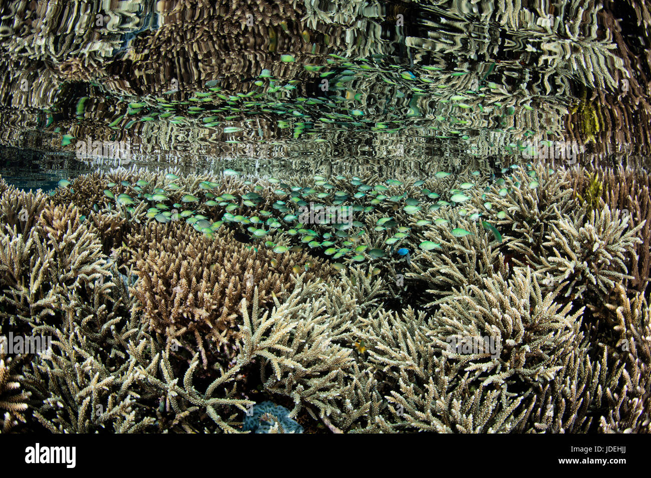 Various Corals growing on Reef Top, Acropora, Komodo National Park, Indonesia Stock Photo