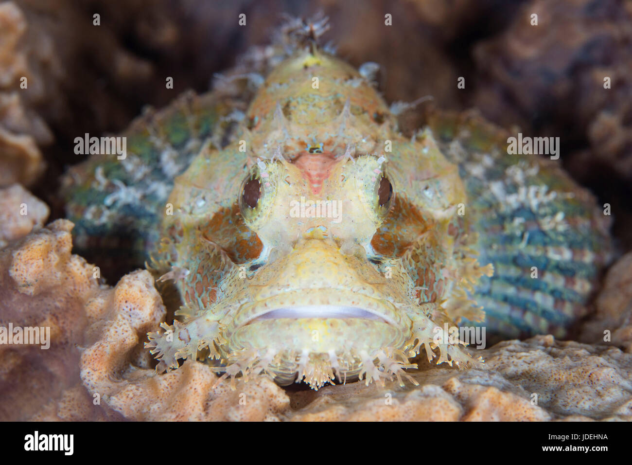 Tasseled Scorpionfish, Scorpaenopsis oxycephala, Komodo National Park, Indonesia Stock Photo