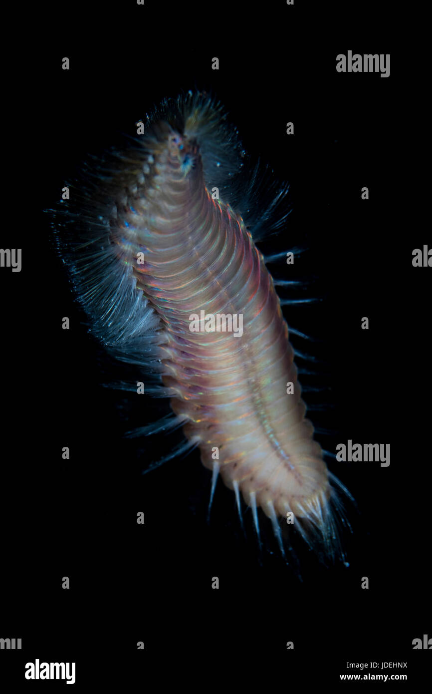 Fire Worm at Night, Chloeia flava, Micronesia, Palau Stock Photo