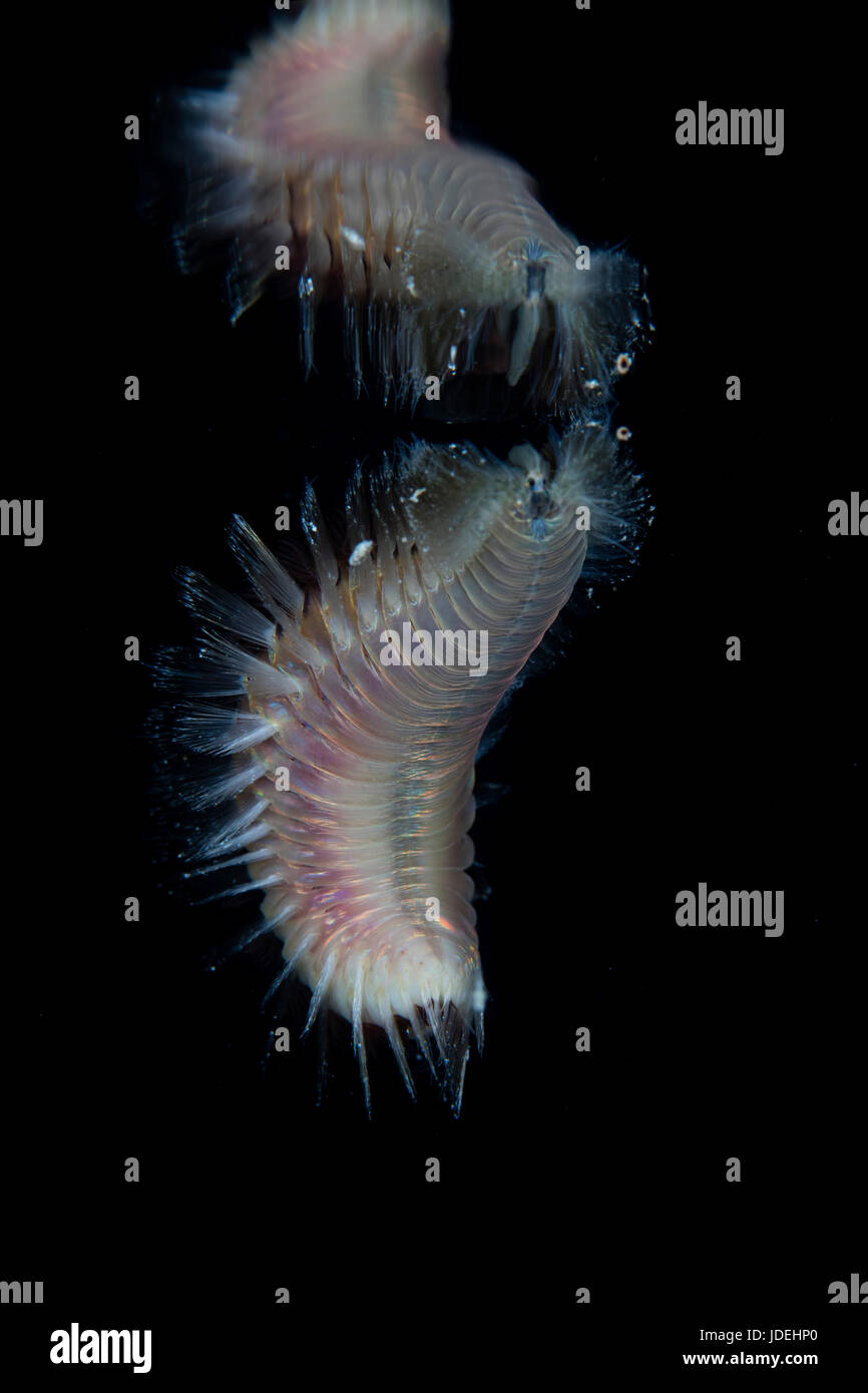 Fire Worm at Night, Chloeia flava, Micronesia, Palau Stock Photo