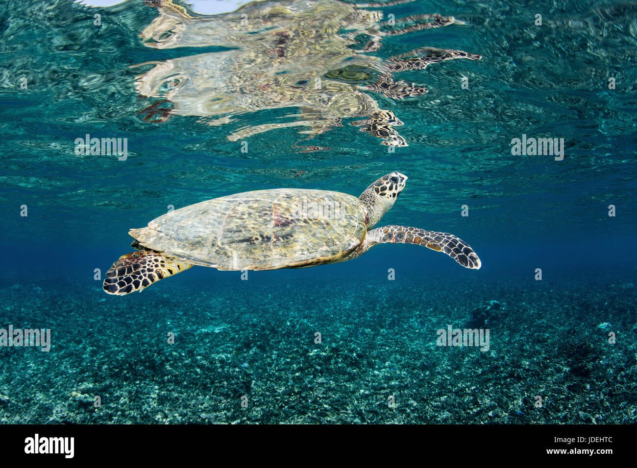 Hawksbill Sea Turtle, Eretmochelys imbricata, Raja Ampat, West Papua, Indonesia Stock Photo