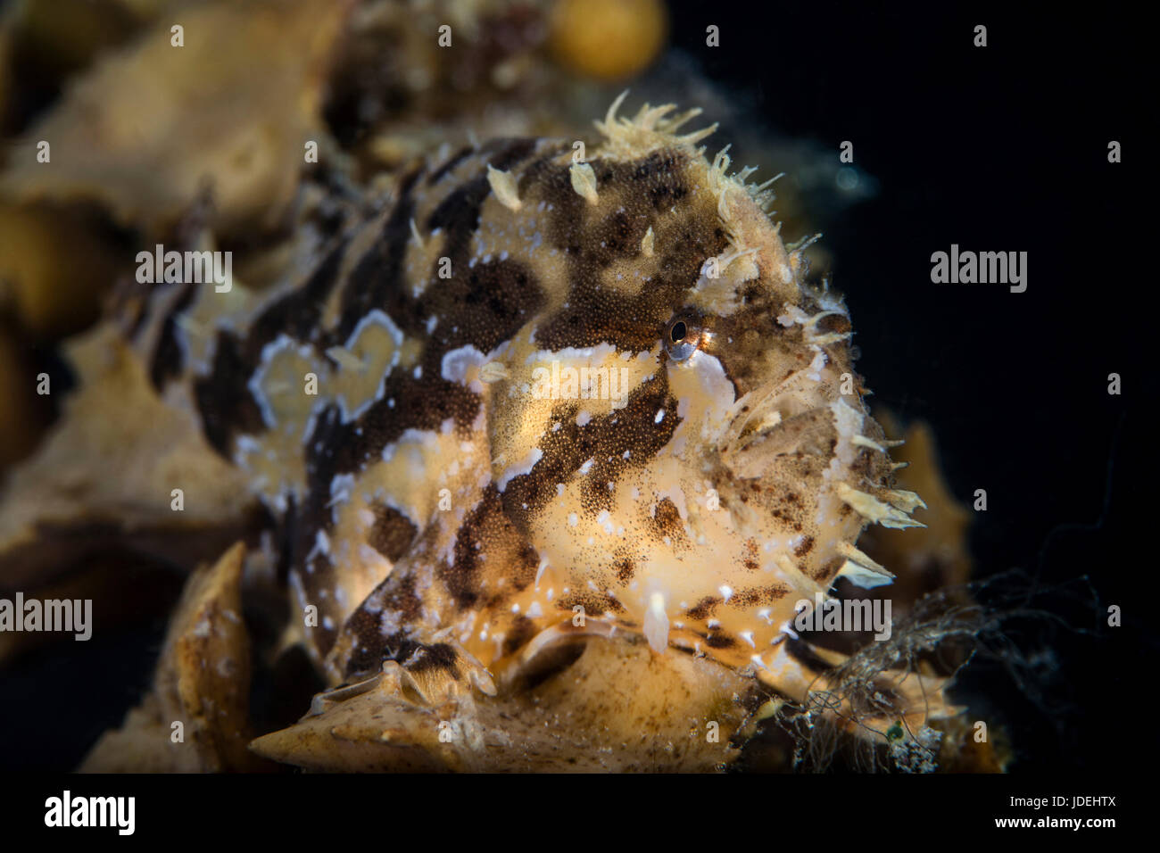 Sargassumfish, Histrio histrio, Raja Ampat, West Papua, Indonesia Stock Photo