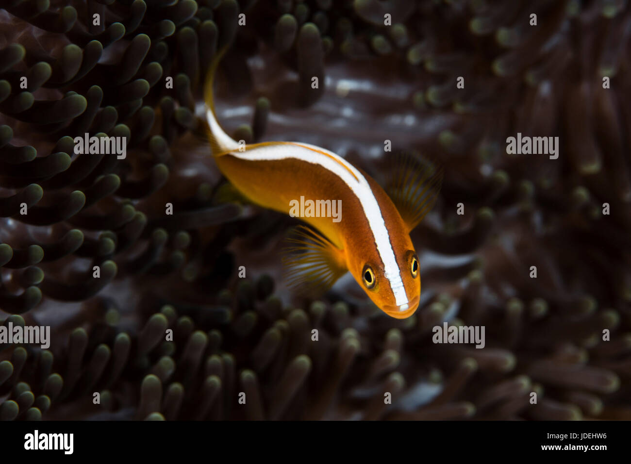 Skink Anemonefish, Amphiprion sandaracinos, Raja Ampat, West Papua, Indonesia Stock Photo