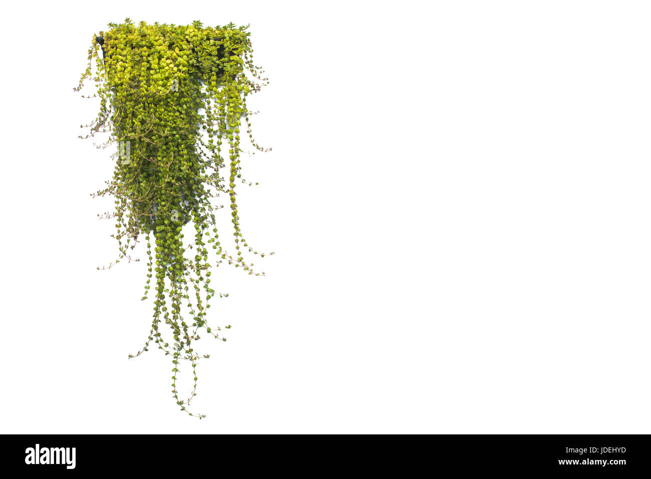 green potted plant in the pot isolated on white background Stock Photo ...