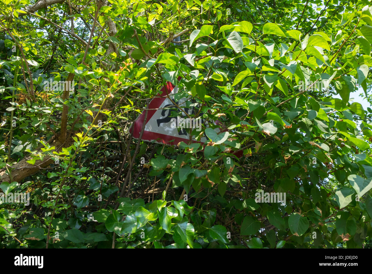 school children crossing warning sign with road sign obscured by overgrown trees bushes Stock Photo