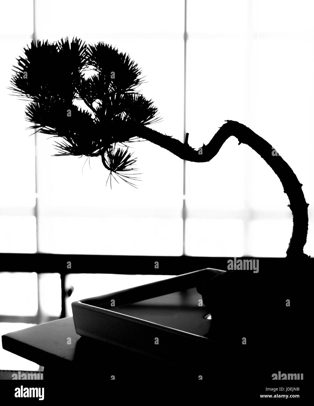 Bonsai Black and White Stock Photos & Images Alamy