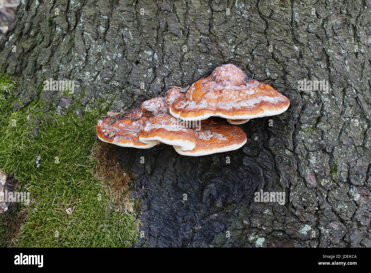 Red belt conk, a stem decay fungus Stock Photo