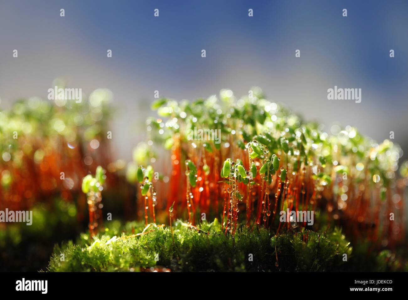 Spore capsules of a green moss, Pohlia nutans Stock Photo