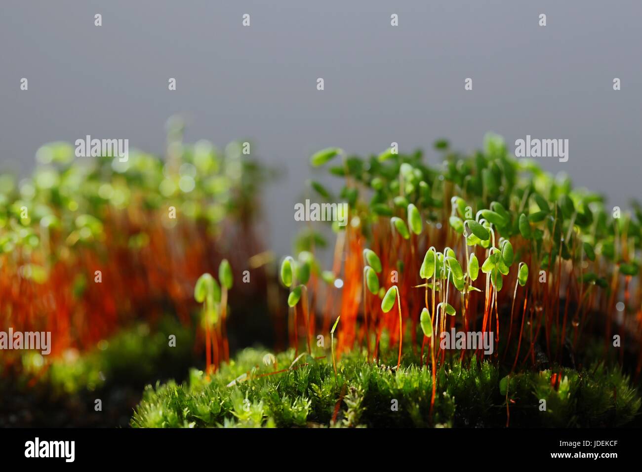 Spore capsules of a green moss, Pohlia nutans Stock Photo