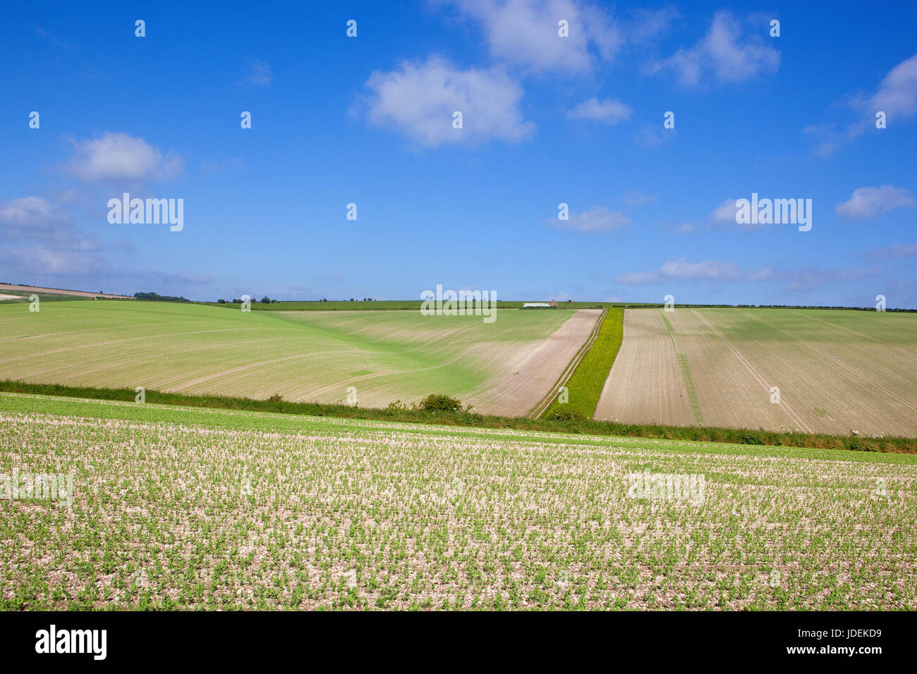 Yorkshire wolds farming hi-res stock photography and images - Alamy