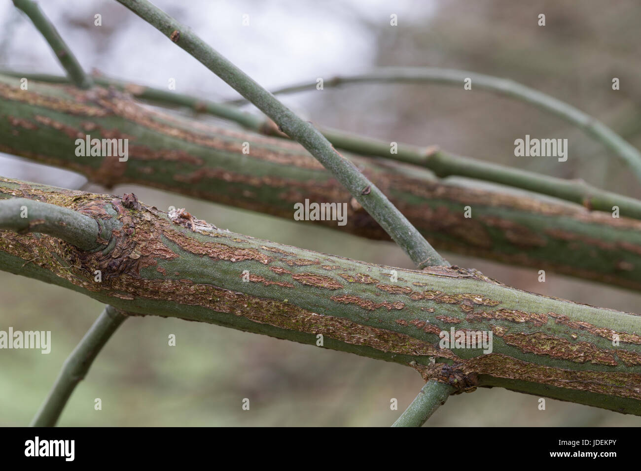 Europäisches Pfaffenhütchen, Korkleiste, Korkleisten, Stamm, Ast, Borke, Rinde, Gewöhnlicher Spindelstrauch, Pfaffenkäppchen, Euonymus europaeus, comm Stock Photo