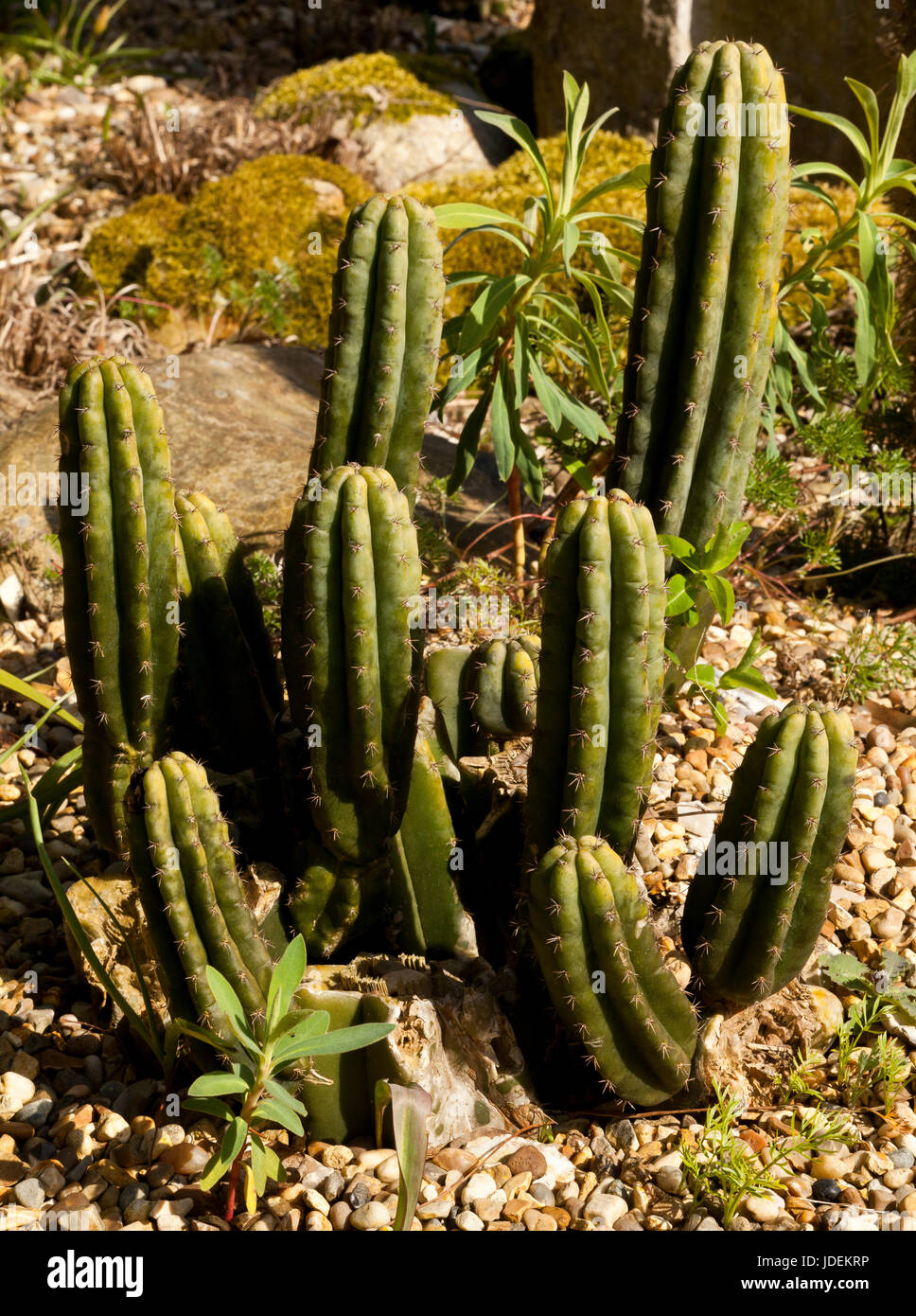 San Pedro Cactus Stock Photo