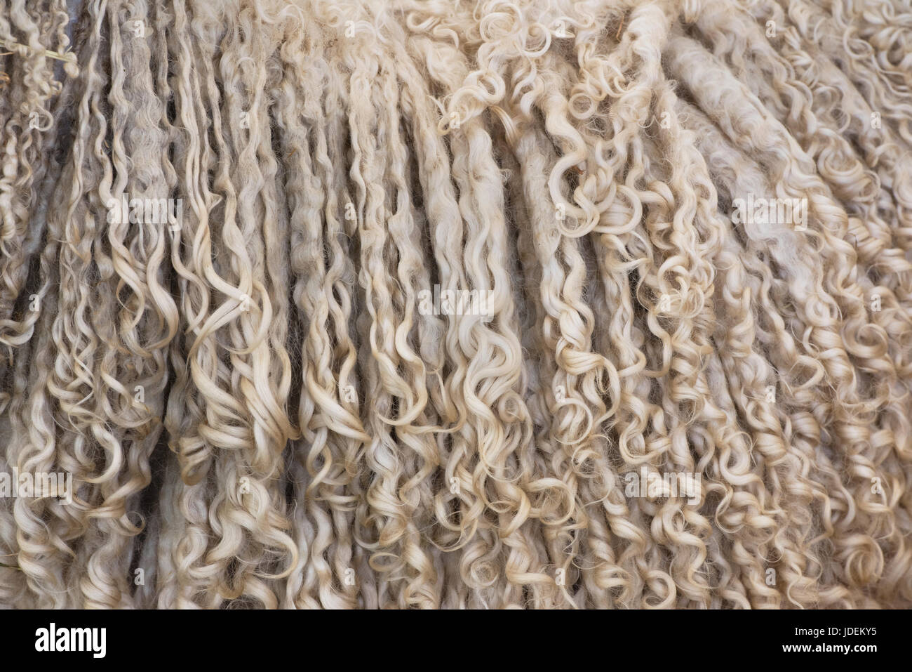 Cotswold wool is exceedingly strong hires stock photography and images