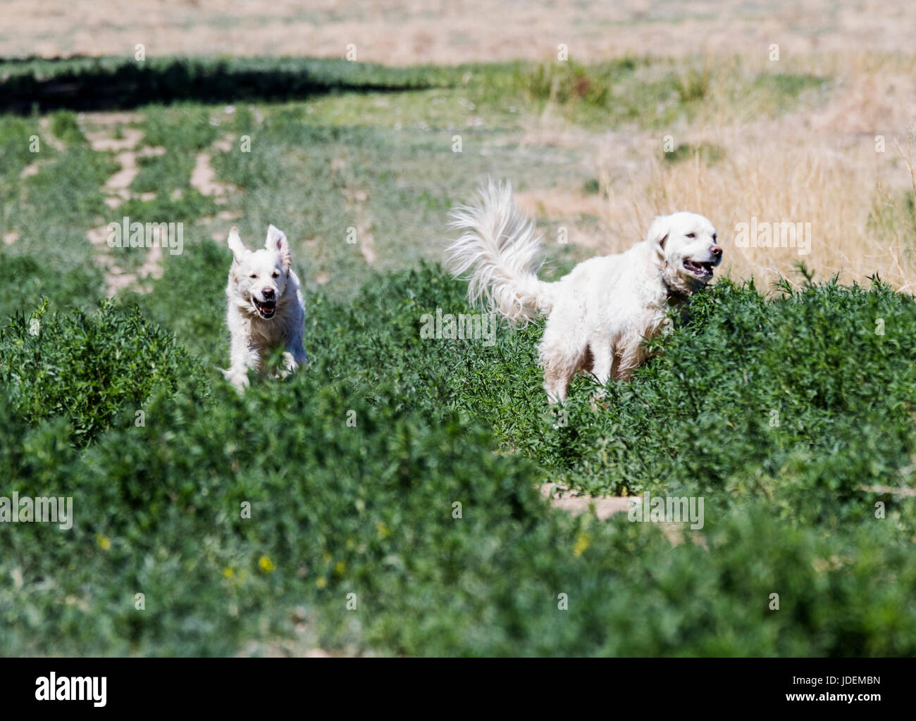 Platinum colored Golden Retriever dogs running on a central Colorado Ranch; USA Stock Photo