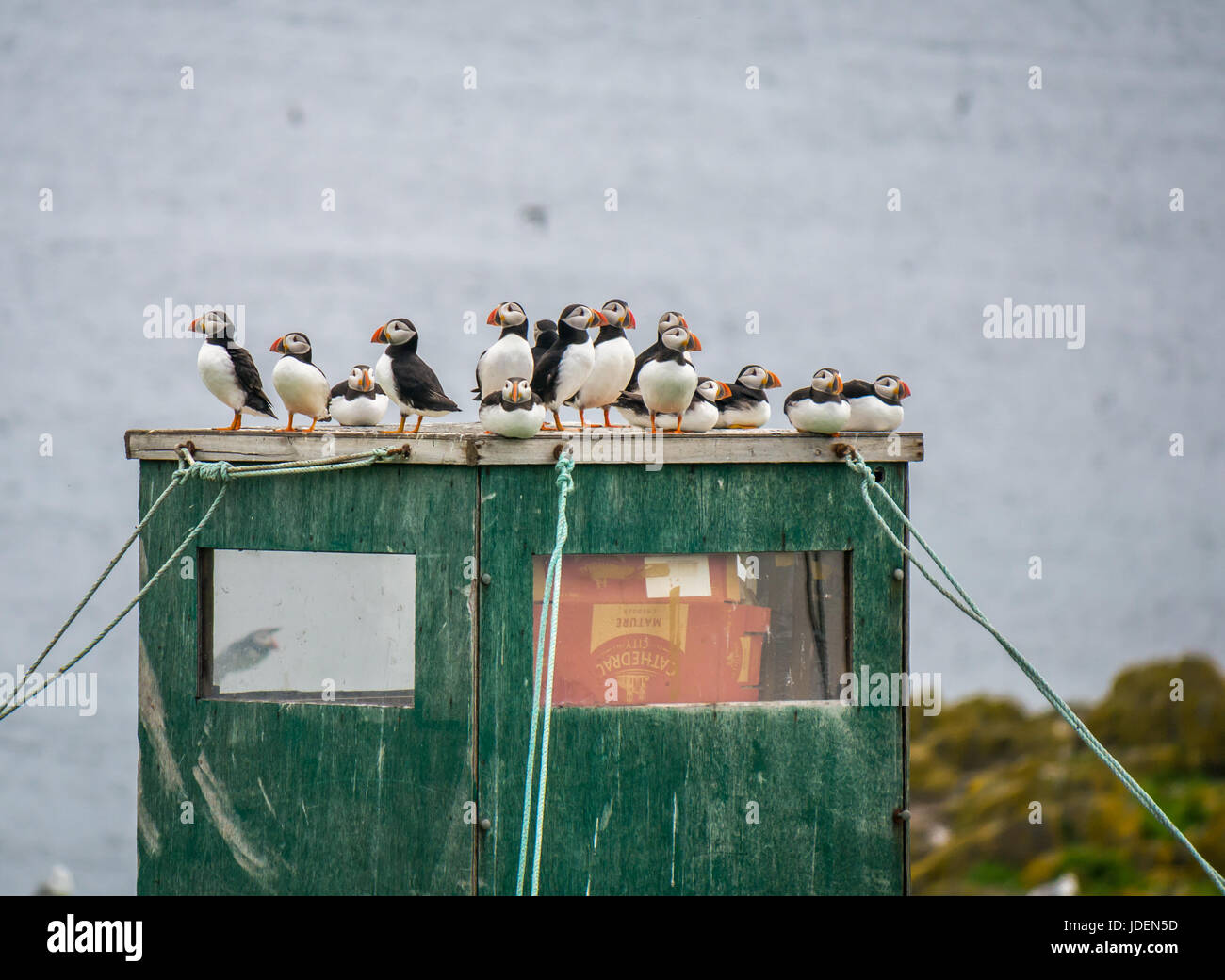 Group of puffins perched on top of flimsy tented structure held by ropes, Isle of May Firth of Forth, Scotland, UK Stock Photo