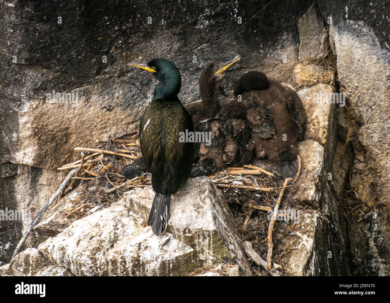 Close up of European shag and two chicks, Phalacrocorax aristotelis, in nest on cliff ledge, Isle of May, Scotland, UK Stock Photo