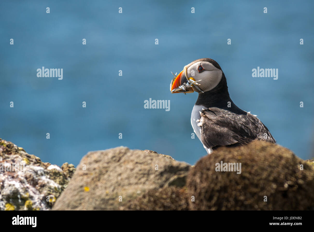 Close up of a solitary Atlantic puffin, Fratercula arctica, with sand eels in beak on cliff top, Isle of May, Firth of Forth, Scotland, UK Stock Photo