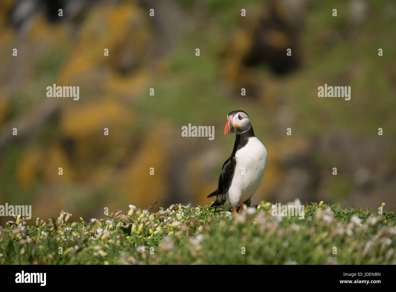 Close up of solitary Atlantic puffin, Fratercula arctica, standing in  sea campion on cliff top, Isle of May, Scotland, UK Stock Photo